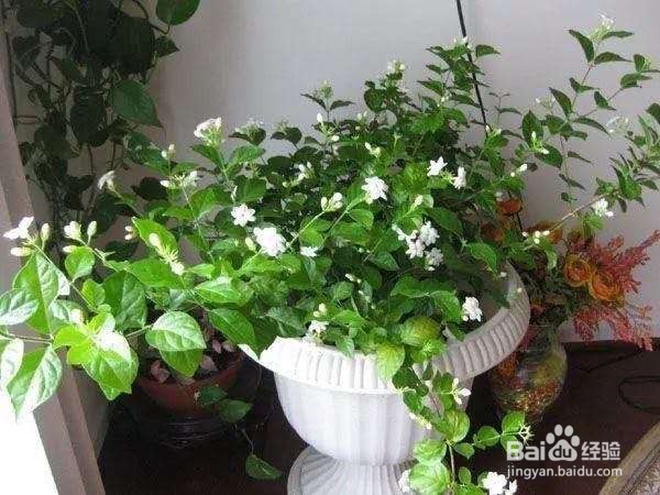 非常适合夏季扦插的花卉，生根快生长旺！