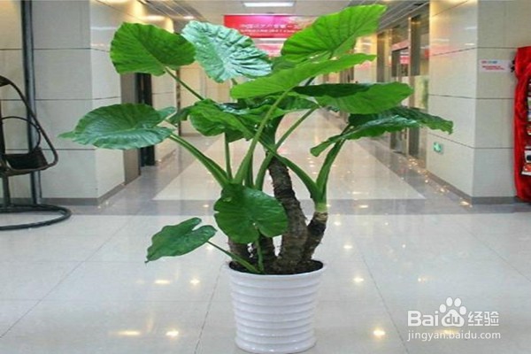 戒掉5个不良习惯,养花该如何规避风险?