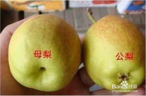 选购水果时要注意什么?