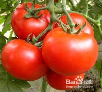 <b>如何购买水果：[2]西红柿，樱桃，黄瓜类</b>