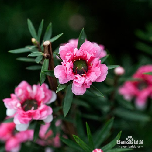 怎样解决松红梅开花分散的问题?