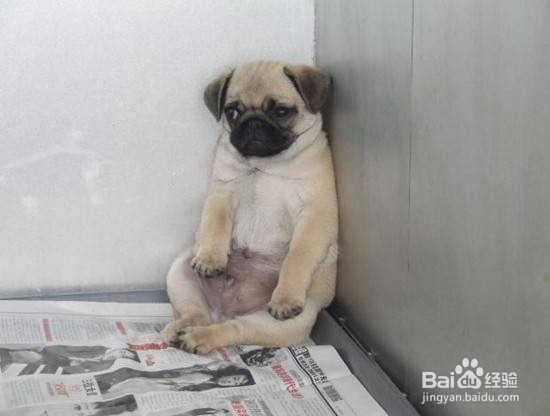 如何快速区分巴哥 和斗牛