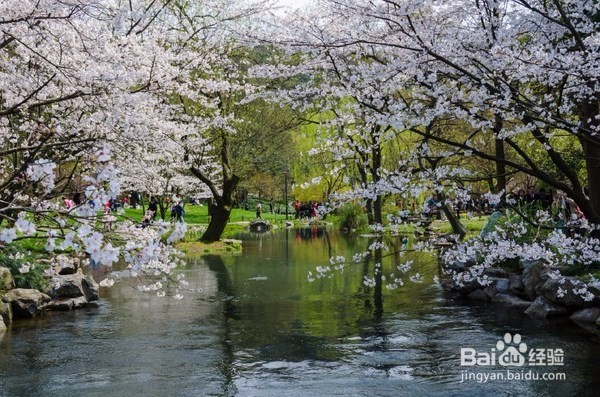 西湖边的免费公园，每年春季来这里看樱花