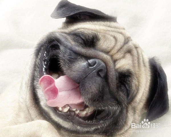 如何在家给幼犬做美容