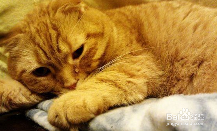 <b>猫咪发烧如何在家护理</b>
