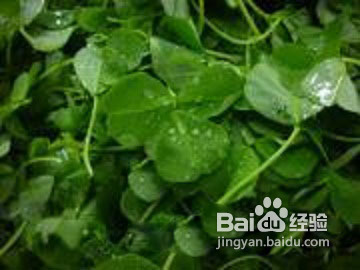 怎样做秧草咸肉河蚌