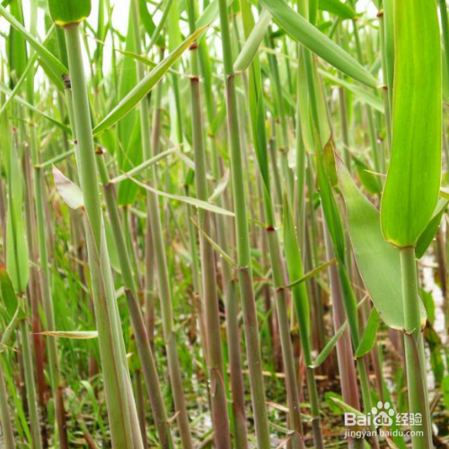 芦笋的培育方法和注意事项