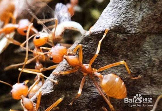 如何找到车上的蚂蚁窝