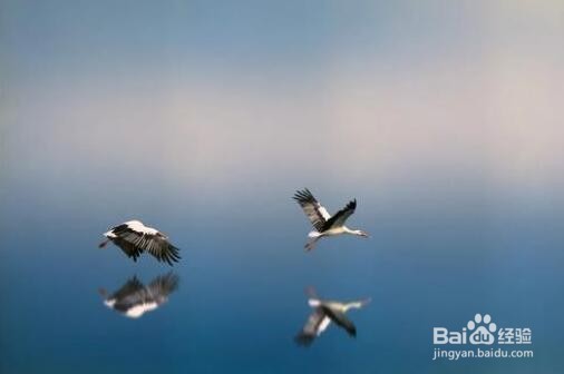 摄影创作中，如何通过构图突出主体？