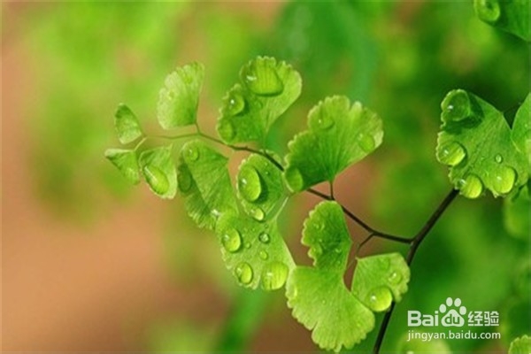 铁线蕨的养殖方法和注意事项有什么?