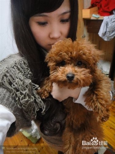 贵宾犬吃月饼的危害