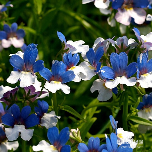 龙面花草本花卉怎么养殖？