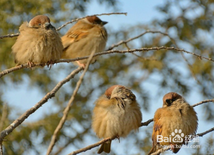 赶走麻雀的最佳办法
