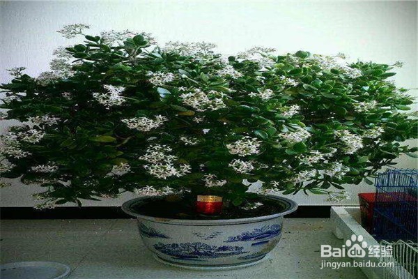 玉树的养殖方法和注意事项都有什么？