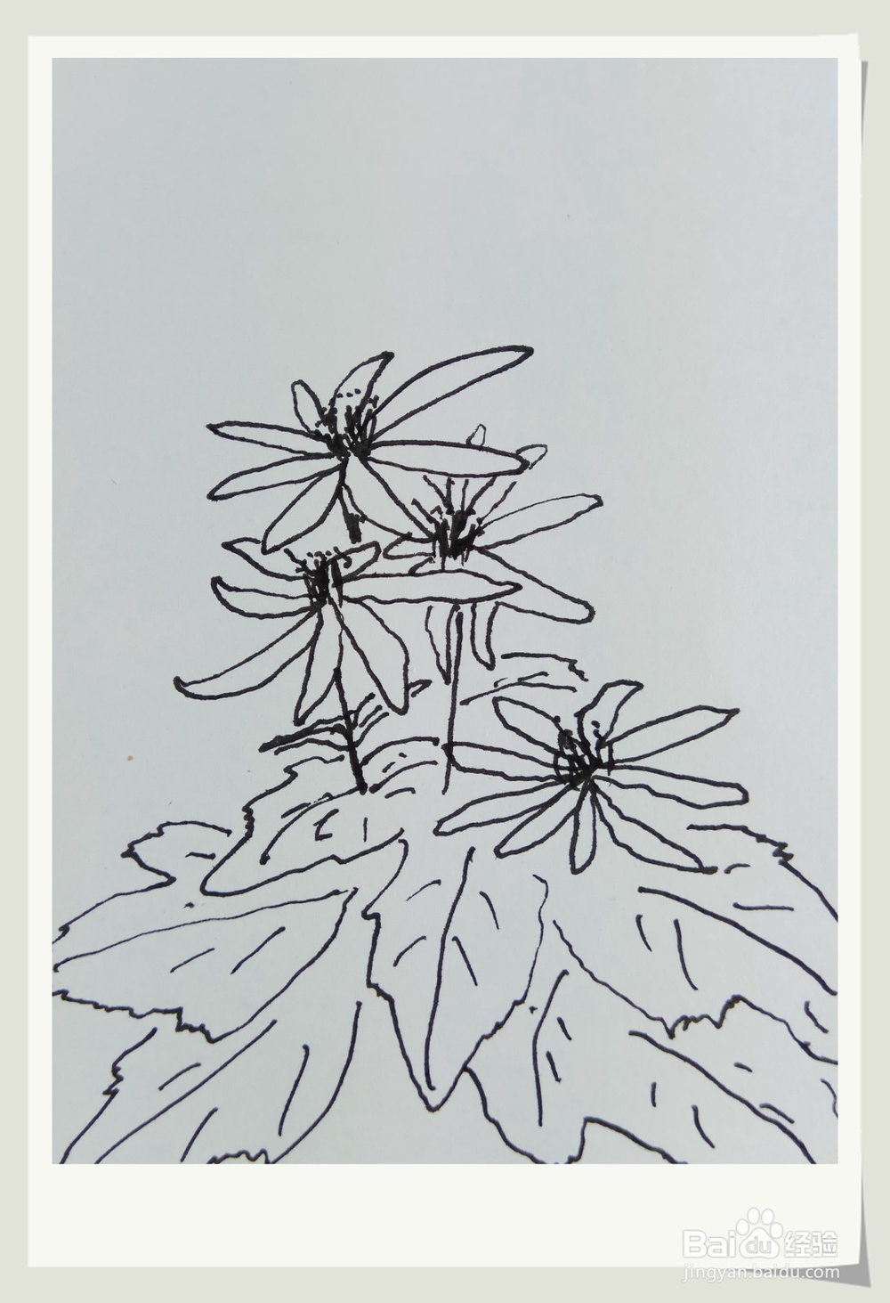 怎样画钢笔画“蝴蝶戏菊花”