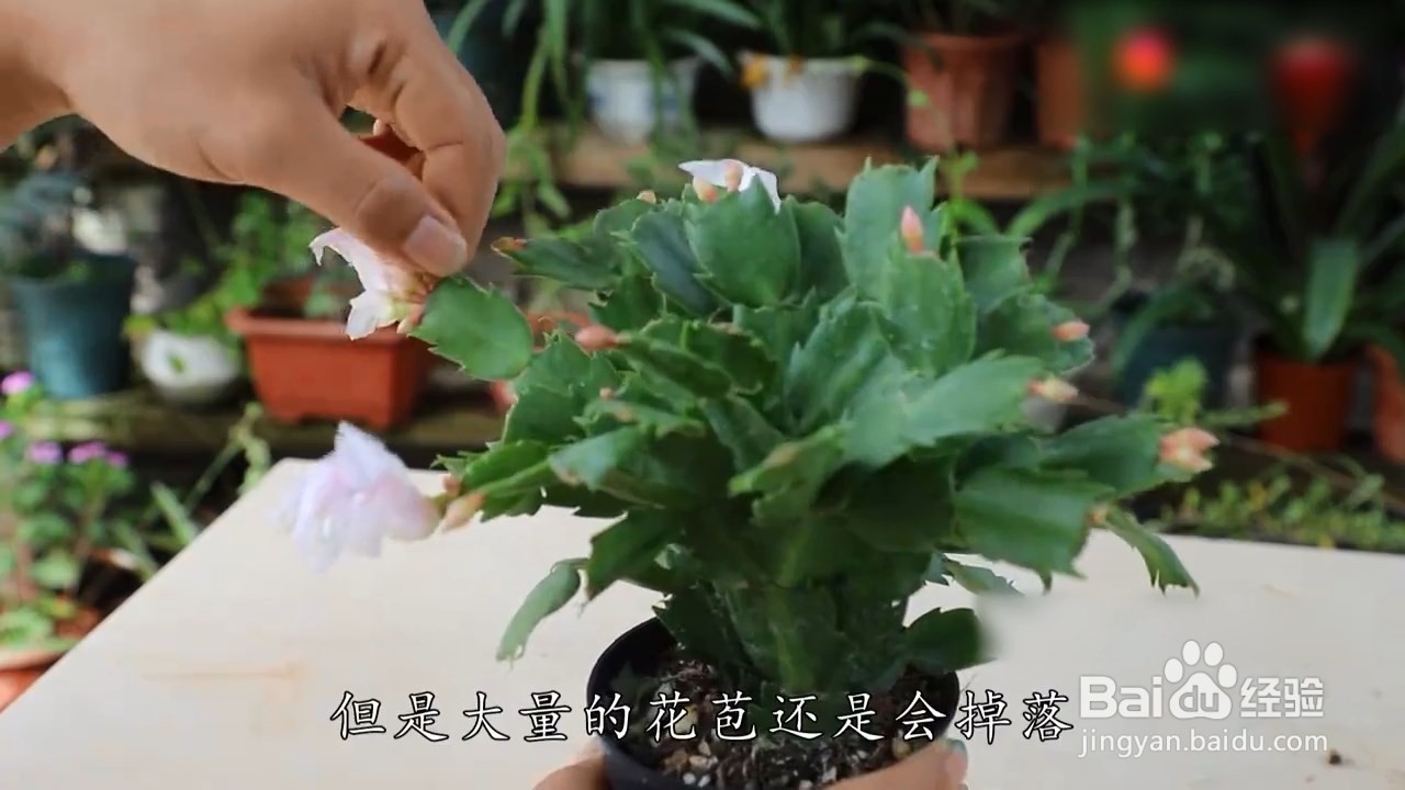 蟹爪兰有花苞了怎么养
