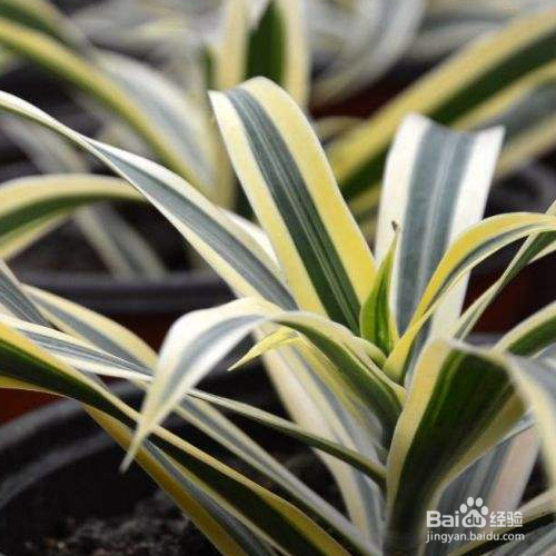 银边吊兰该怎么养殖？