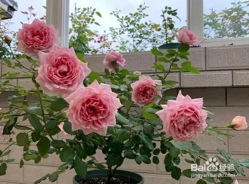 怎样让盆栽月季又肥又壮