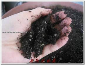 如何栽培好菊花