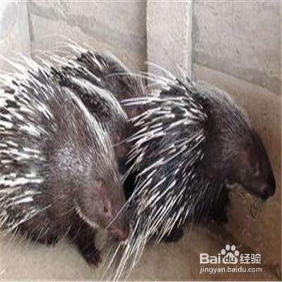 怎样养豪猪