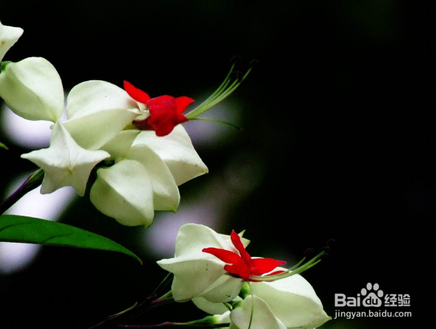 龙吐珠掉叶子怎么办