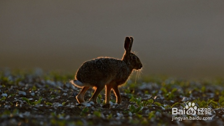 野兔子怎么养才不会死