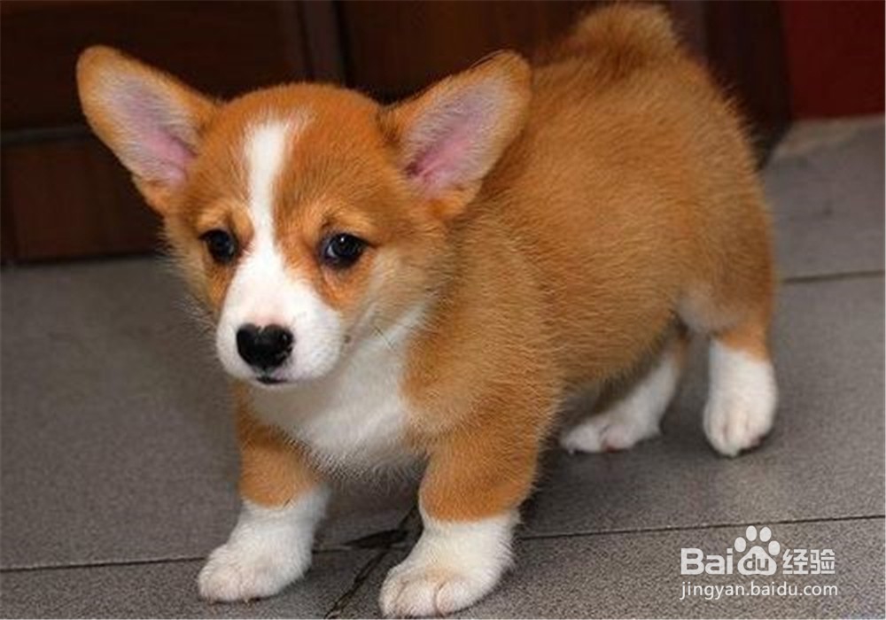 养柯基犬注意事项