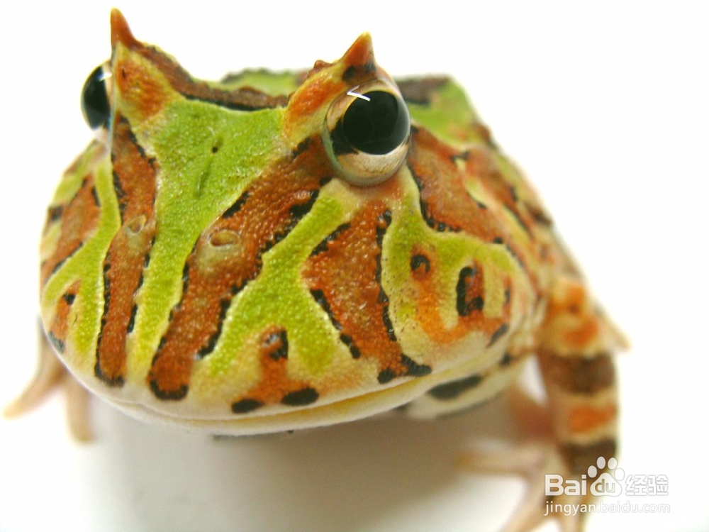 <b>宠物蛙最常见的六种疾病</b>