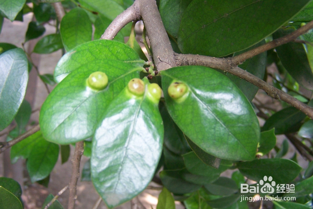 私家庭院如何防治蚊虫