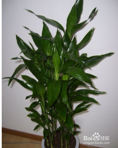 富贵竹土培怎么养才能更旺盛