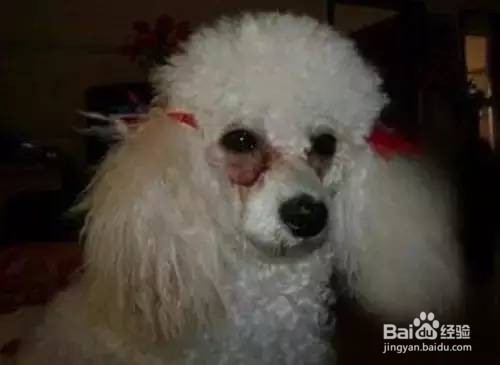 狗的泪痕怎么可以消除