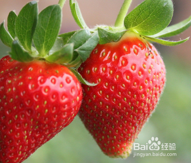 春季适合吃什么水果
