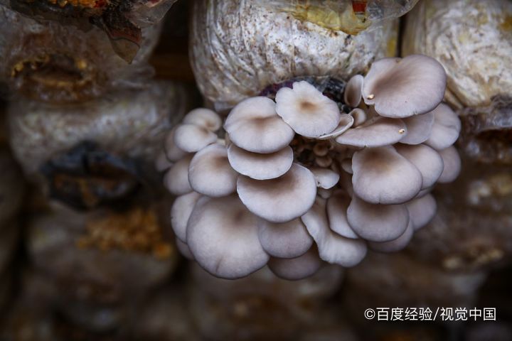 哺乳期能吃蘑菇吗