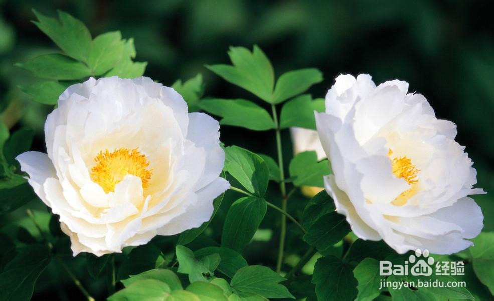 PS--利用“曲线”制作鲜花的文艺照片