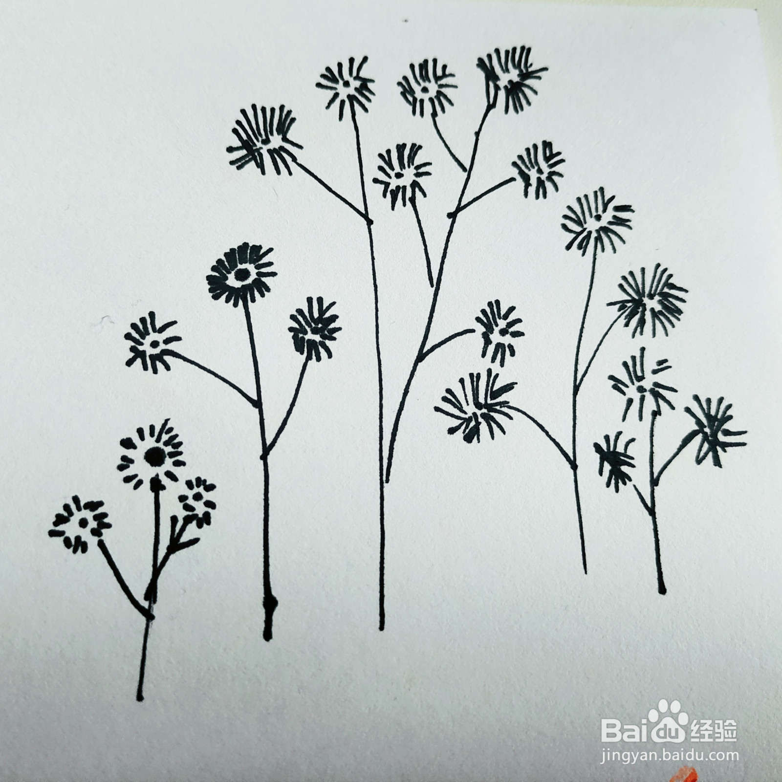 三岁孩子也能够学会的画小花简笔画的画法