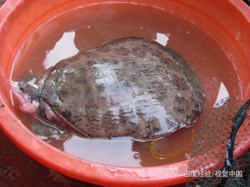 正宗野生甲魚怎麼分別