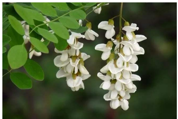 槐树是什么时候开花