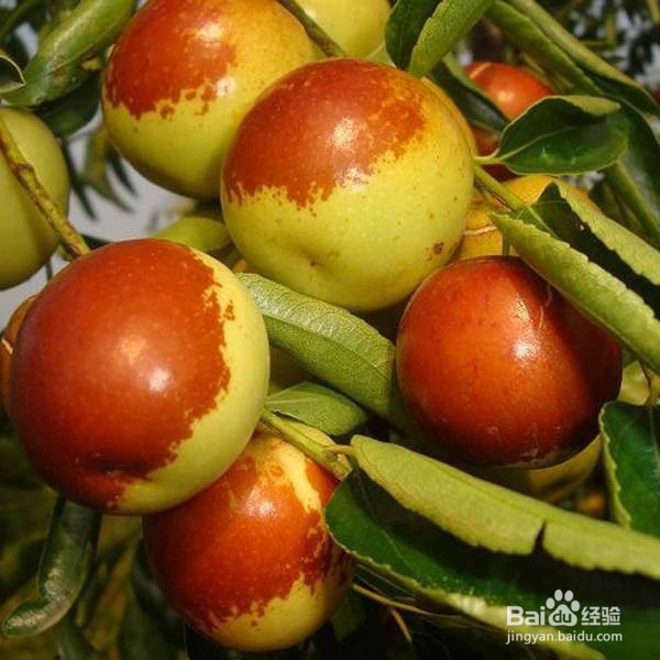 冬枣怎么清洗和存放