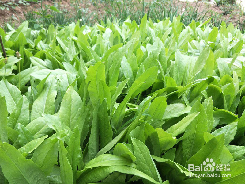 如何让孩子多吃蔬菜