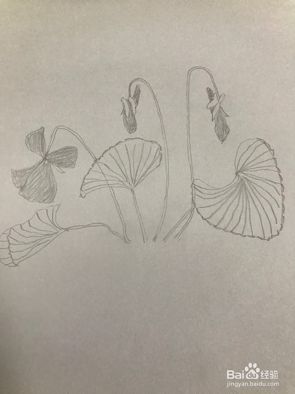 画一棵简易紫罗兰