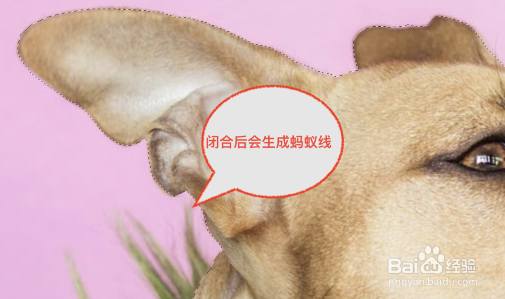 adobe Photoshop怎么利用套索工具抠图