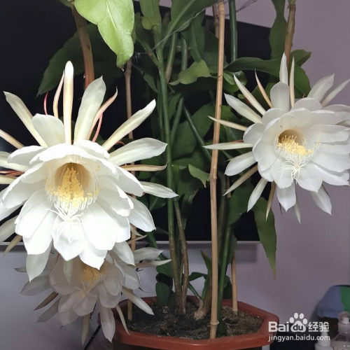 昙花该怎么养?