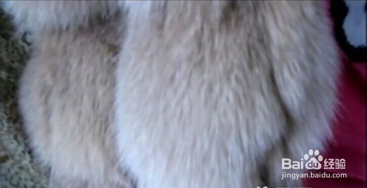 皮草保养 护理