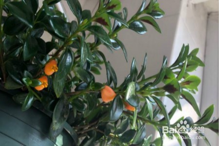 金鱼吊兰修剪教程