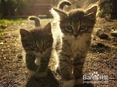 如果爱情出现矛盾怎么办