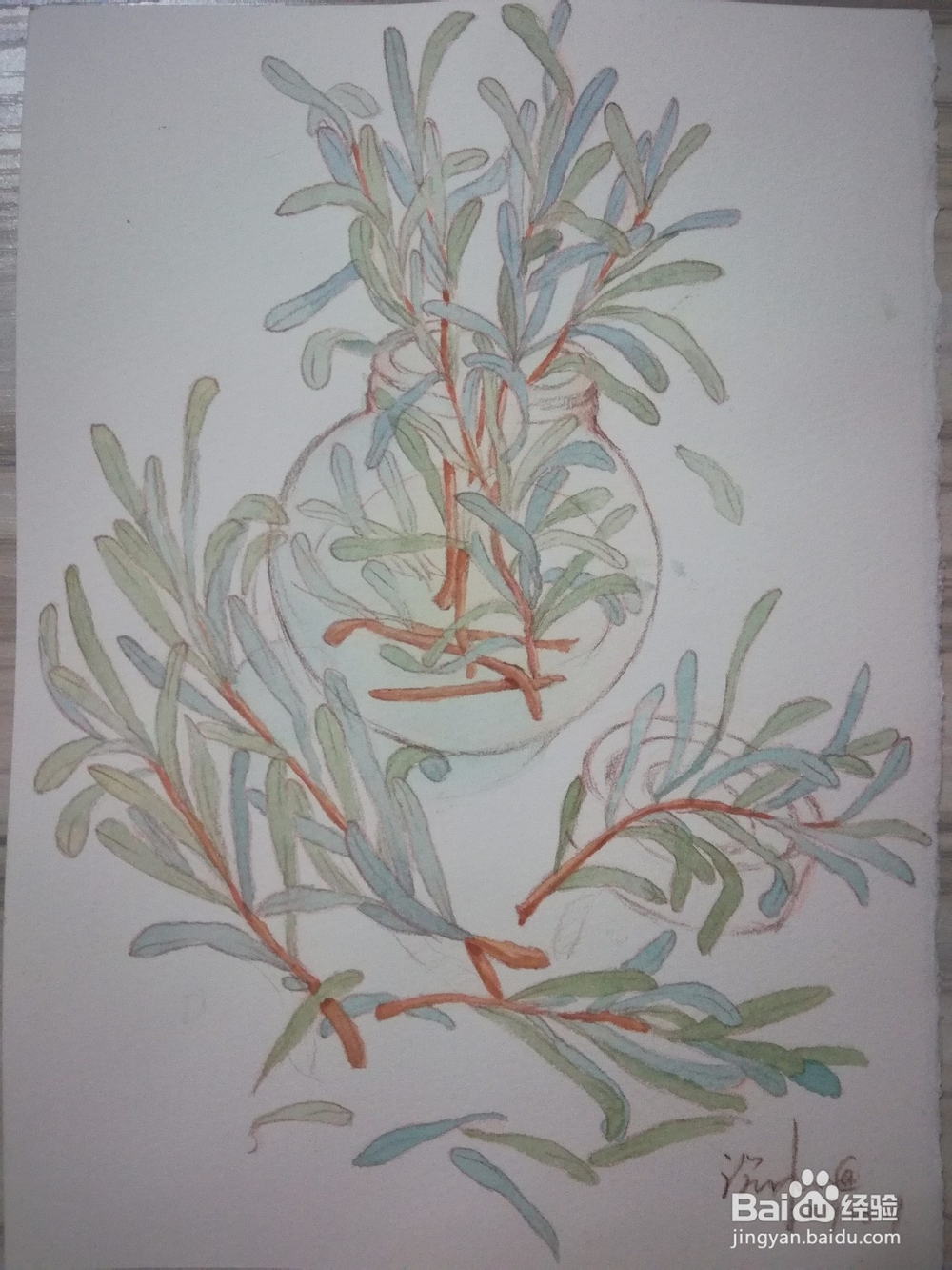 植物水彩速写练习