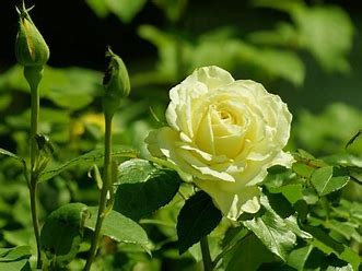 月季切叶蜂怎么防治#校园分享#