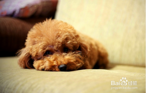 泰迪犬怎样训练
