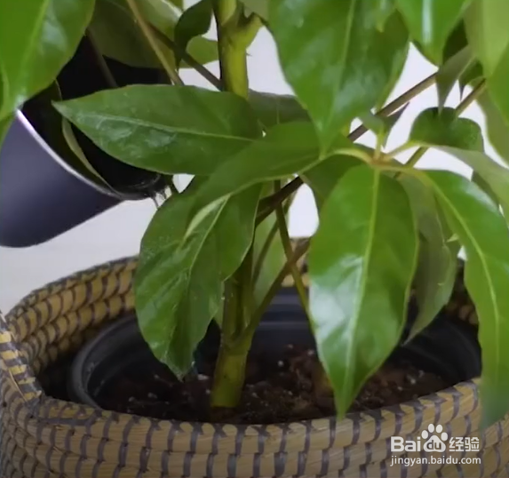 生活中种植花草的妙招