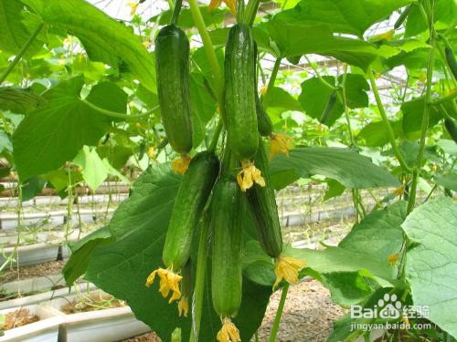 磷元素对植物生长的作用